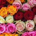 Description and description of the Kenyan rose variety, cultivation and care