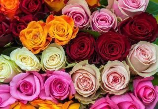 Description and description of the Kenyan rose variety, cultivation and care