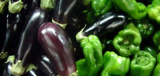 Est-il possible de planter des aubergines et des poivrons dans la même serre ou en plein champ