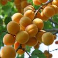 Description of the Lel apricot variety and its characteristics, pros and planting features