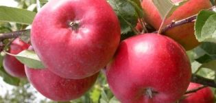 Description, characteristics and breeding history of Ligol apple trees, growing rules