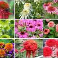 Rules for planting and caring for perennial echinacea, 10 best varieties for open ground