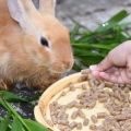 Recipes for mixed feed for rabbits at home and daily allowance