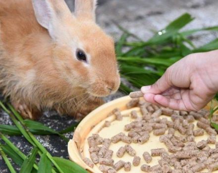 Recetas de piensos compuestos para conejos en casa y ración diaria