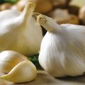 Description of the Gulliver garlic variety, features of cultivation and care