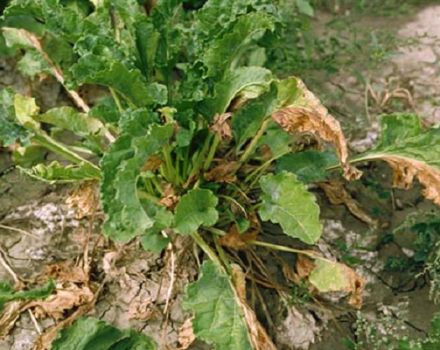 Mengapa daun bit berubah menjadi kuning dan melengkung dan apa yang perlu dilakukan