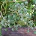 Comment traiter l'oïdium (oïdium) sur les raisins avec des moyens folkloriques et chimiques, pour mieux traiter