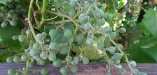 Cómo tratar el mildiú polvoriento (mildiú polvoriento) en las uvas con medios populares y químicos, mejor para procesar