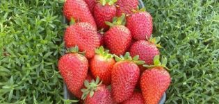 Descripción y características de las fresas diamant, plantación y cuidado.