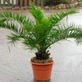 Growing the Luxor canary date from seeds at home, palm care and prevention