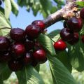 Description et caractéristiques des cerises Valery Chkalov, culture et soins