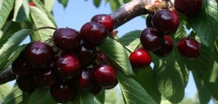 Description and characteristics of cherries Valery Chkalov, cultivation and care