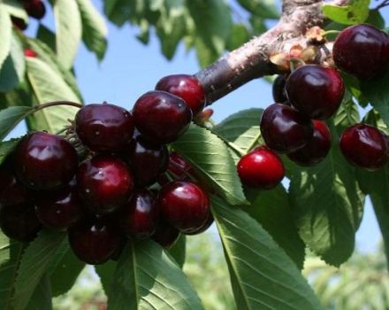 Description et caractéristiques des cerises Valery Chkalov, culture et soins