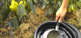 How to use calcium, potassium and ammonium nitrate for pepper feeding