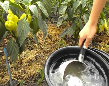 How to use calcium, potassium and ammonium nitrate to feed pepper