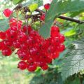 Description and characteristics of Natali red currant varieties, planting and care