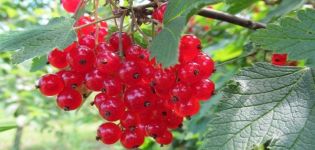 Description et caractéristiques des variétés de groseille rouge Natali, plantation et entretien