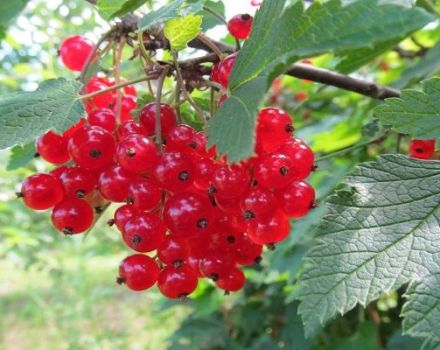 Descripción y características de las variedades de grosella roja Natali, plantación y cuidado.