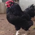 Description of the Russian black bearded breed of chickens Galan and the rules of maintenance