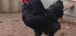 Description of the Russian black bearded breed of chickens Galan and the rules of maintenance