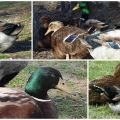 Description and features of the ducks of the Rouen breed, the rules for their maintenance