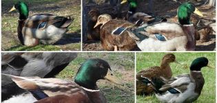 Descripción y características de los patos de la raza Rouen, las reglas para su mantenimiento.