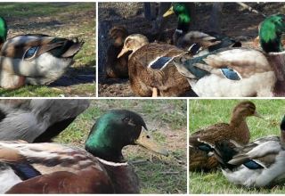 Description and features of the ducks of the Rouen breed, the rules for their maintenance