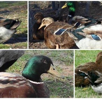 Description and features of the ducks of the Rouen breed, the rules for their maintenance