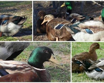 Description et caractéristiques des canards de la race rouennaise, les règles de leur entretien