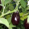 Description de la variété d'aubergine Robin Hood, ses caractéristiques et son rendement