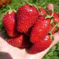 Penerangan dan ciri-ciri varieti strawberi Vityaz, nuansa tumbuh