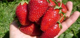 Description et caractéristiques de la variété de fraises Vityaz, les nuances de culture