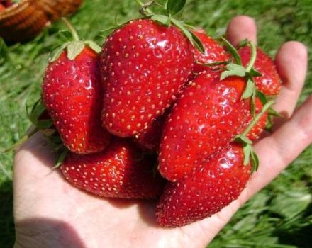 Description et caractéristiques de la variété de fraises Vityaz, les nuances de culture