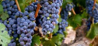 Descripción de la variedad de uva Zinfandel (Primitivo), características de rendimiento y resistencia a las heladas