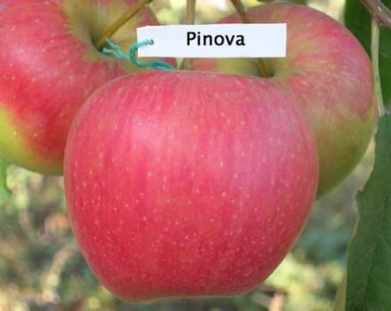 Descripció i característiques de la varietat Apple Pinova, conreu a diferents regions