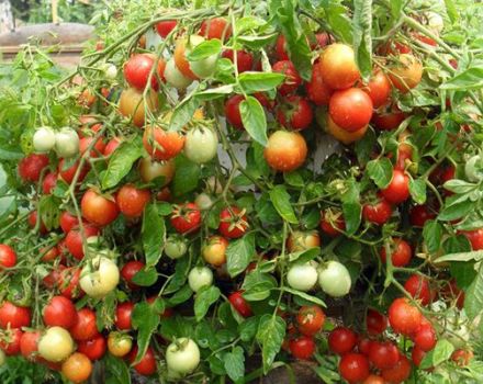 Description of the tomato variety Alenka and its characteristics