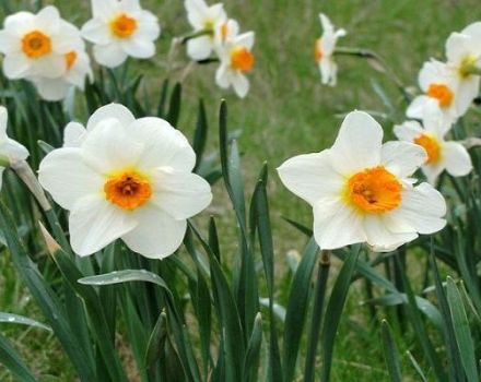 Beschrijving van narcissoorten Abba, plant- en verzorgingsregels