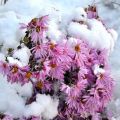 How can you save chrysanthemums in winter and shelter rules in the open field