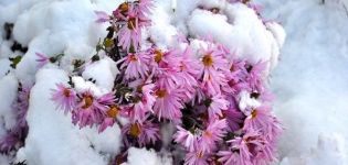 How can you save chrysanthemums in winter and shelter rules in the open field