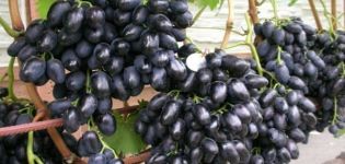 Description et histoire de la création des raisins de la variété Nadezhda Azos, caractéristiques d'entretien et de plantation