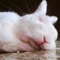 Comment et combien les lapins doivent dormir, caractéristiques du repos et problèmes éventuels