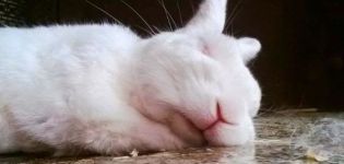 Comment et combien de lapins doivent dormir, caractéristiques du repos et problèmes éventuels