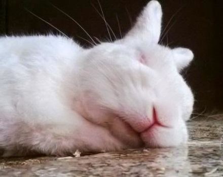 How and how much rabbits should sleep, features of rest and possible problems