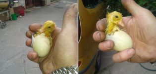 Apa yang perlu dilakukan seterusnya apabila anak itik sudah menetas dan mengapa anda memerlukan brooder