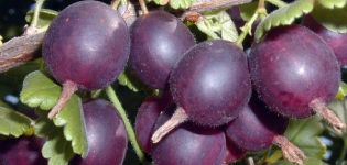 Penerangan dan ciri-ciri varieti, penanaman dan pemeliharaan gooseberry Komandor