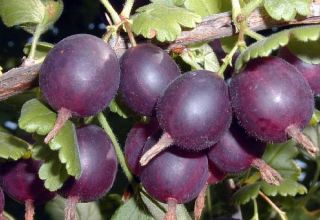 Description and characteristics of the Komandor gooseberry variety, planting and care