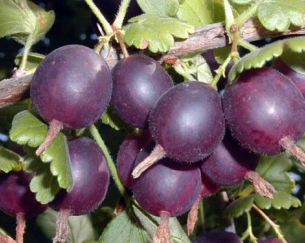 Description and characteristics of the Komandor gooseberry variety, planting and care