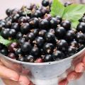 When you need to pick black currants and how to do it quickly, we determine the ripeness