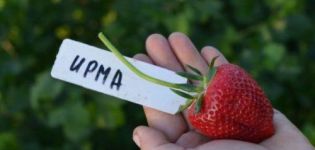 Description and characteristics of the Irma strawberry variety, cultivation and reproduction