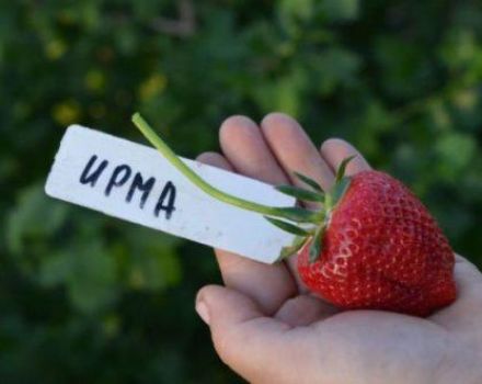 Beschrijving en kenmerken van de Irma-aardbeiras, teelt en reproductie